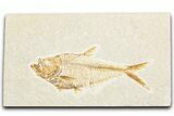 Detailed Fossil Fish (Diplomystus) - Wyoming #357609-1